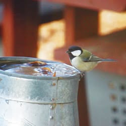 野鳥/庭/玄関/入り口/森の中の家/タイニーハウス...などのインテリア実例 - 2017-03-15 01:24:12