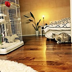 猫のいる部屋/ベッド周り/観葉植物のインテリア実例 - 2017-02-25 23:48:09