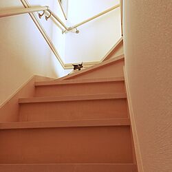 部屋全体/つめとぎ対策/二階/階段/猫のインテリア実例 - 2016-02-01 22:20:22