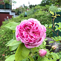 玄関/入り口/オノリーヌドブラバン/バラ/バラが大好き/花咲婆さんになりたいです...などのインテリア実例 - 2018-05-08 09:29:36