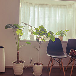 ウンベラータ/IKEA/観葉植物/観葉植物のある暮らし/クワズイモ...などのインテリア実例 - 2020-08-03 09:09:43