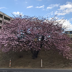 春の陽気*.(๓´͈ ˘ `͈๓).**/桜/癒されて/癒しの時間♬♡*ﾟ/春...などのインテリア実例 - 2023-03-06 06:57:45