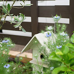 玄関/入り口/庭の花/癒し/植物のある暮らし/花のある暮らし...などのインテリア実例 - 2021-05-18 07:02:09