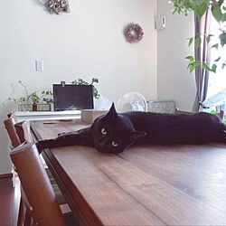 ネコと暮らす/黒猫/ねこのいる日常/心地よい暮らし/ドライフラワー...などのインテリア実例 - 2022-09-12 22:12:19