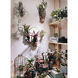 壁掛け植物/壁掛けグリーン/植物棚DIY/植物棚/フリーセア サンデルシー...などのインテリア実例 - 2020-01-18 21:39:29