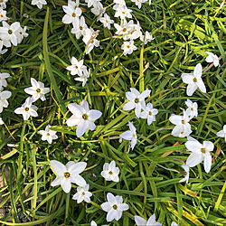 春/謎の花/満開/白い花/庭...などのインテリア実例 - 2020-03-09 21:54:46