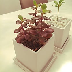 観葉植物のインテリア実例 - 2015-01-18 03:13:07