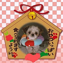 棚/犬/ナチュラル/築40年以上/いぬU^ｪ^U大好き！...などのインテリア実例 - 2024-01-14 09:21:55