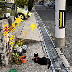 見つめ合う猫/猫のいる暮らし/黒猫ミースケ/ねこのいる風景/玄関/入り口のインテリア実例 - 2022-05-25 18:26:01