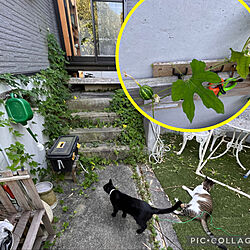 庭の植物/庭の猫/黒猫ミースケ/白キジのん/猫のいる風景...などのインテリア実例 - 2022-08-07 16:45:19