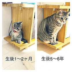 棚　diy/さちまる/猫と暮らす。/DIY/棚...などのインテリア実例 - 2022-08-13 17:53:56