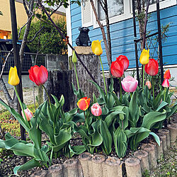 チューリップ/春が来た/アメリカンハウス/自力で庭作り/馴染むデザイン...などのインテリア実例 - 2022-04-08 23:57:16
