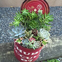 玄関/入り口/寄せ植え/多肉植物/リメ缶のインテリア実例 - 2015-09-22 09:33:16