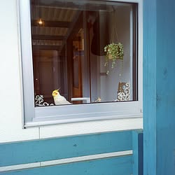 玄関/入り口/オカメインコと暮らす/ナチュラルインテリア/鳥さん大好き♡/自転車小屋♡のインテリア実例 - 2017-04-01 13:00:00