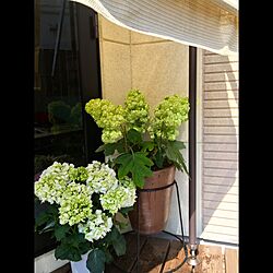 玄関/入り口/デッキ/ガーデニング/緑のある暮らし/花のある暮らしのインテリア実例 - 2017-05-06 10:07:21