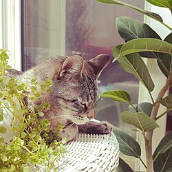 ベッド周り/猫のいる生活/植物のある暮らしのインテリア実例 - 2017-05-03 10:17:03