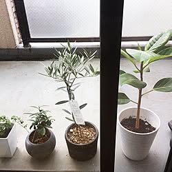 玄関/入り口/ベランダガーデニング初心者/一人暮らし/観葉植物/カフェ風...などのインテリア実例 - 2017-07-02 09:49:30