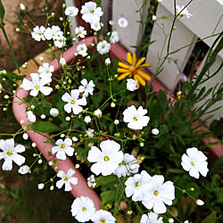 ベッド周り/平屋の家/平屋/植物のある暮らし/お花大好き♡...などのインテリア実例 - 2018-05-18 17:37:11