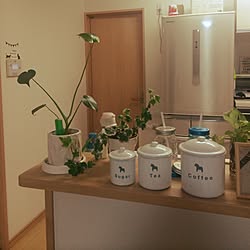 キッチン/観葉植物/雑貨/ハンドメイドのインテリア実例 - 2015-11-03 20:09:31