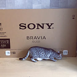 SONY BRAVIA/こどもと暮らす。/ねこと暮らす。/リビングのインテリア実例 - 2020-09-20 14:10:57