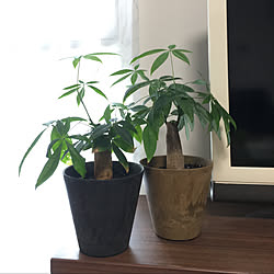 観葉植物のある暮らし/観葉植物/パキラ成長中/グリーンのある暮らし/マンション...などのインテリア実例 - 2020-02-27 14:49:08