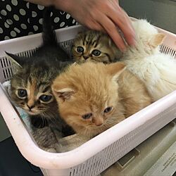 棚/猫との暮らし/保護猫のインテリア実例 - 2017-05-13 19:14:58