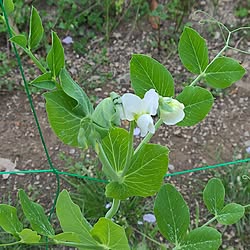 部屋全体/花のある暮らし/家庭菜園の暮らし/スナップエンドウ/イベント参加...などのインテリア実例 - 2024-04-19 13:58:09