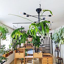 植物のある暮らし/観葉植物インテリア/観葉植物のある暮らし/無印良品/北欧ナチュラルインテリア...などのインテリア実例 - 2023-05-06 07:37:19