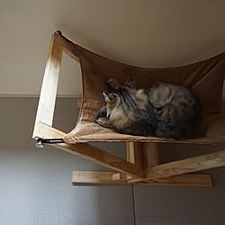 cat hammock/畳/和室/キャットハンモックのインテリア実例 - 2020-09-19 15:27:17