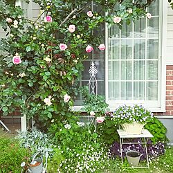 玄関/入り口/庭/薔薇が好き/花のある暮らし/椅子...などのインテリア実例 - 2016-05-14 07:34:18