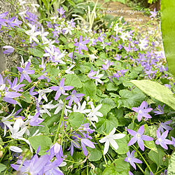 零れ種で増える/お花のある暮らし/植物のある暮らし/季節を感じる暮らし/ナチュラルガーデンを目指して...などのインテリア実例 - 2021-06-09 22:13:32