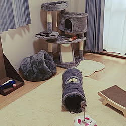 部屋全体/一人暮らし/Amazon/キャットタワー/猫のいる生活...などのインテリア実例 - 2021-12-31 11:44:47