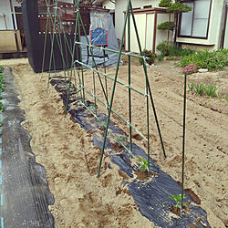 家庭菜園/夏野菜のインテリア実例 - 2022-05-06 22:00:31