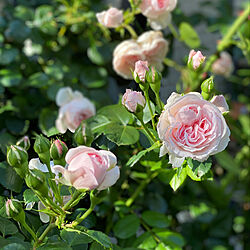 お庭の花/薔薇♡のインテリア実例 - 2020-05-19 10:44:34