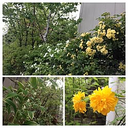 玄関/入り口/庭/植物/フェンスのインテリア実例 - 2014-04-20 10:08:55