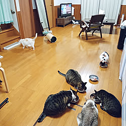 部屋全体/ねこと暮らす/ダイソー/6ニャン/雑貨...などのインテリア実例 - 2021-08-19 20:59:21