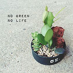 NO GREEN NO LIFE/多肉植物/寄せ植え/リメ缶/ウッドチップ...などのインテリア実例 - 2014-11-10 09:46:58