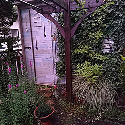 玄関/入り口/2018.8.16☔☁️/庭/小さい庭/ガーデン...などのインテリア実例 - 2018-08-16 23:19:19