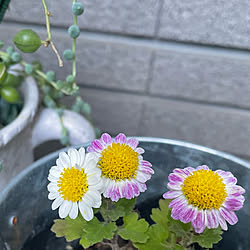 花のある暮らし/RCの出会いに感謝♡/おうち時間/押し逃げごめんなさい/見ていただいてありがとうございます...などのインテリア実例 - 2021-12-05 09:54:02