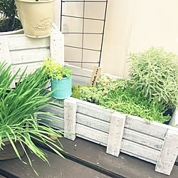 玄関/入り口/ずぼらな人間/セダム/植物/観葉植物...などのインテリア実例 - 2016-06-15 17:13:18