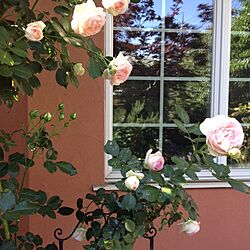 玄関/入り口/ガーデニング/白い窓枠/窓辺/バラ...などのインテリア実例 - 2014-05-18 16:04:22