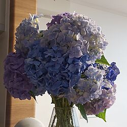 キッチン/紫陽花のインテリア実例 - 2023-07-09 20:37:03