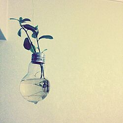 壁/天井/DIY/手作り/リメイク/観葉植物のインテリア実例 - 2014-06-27 10:30:49