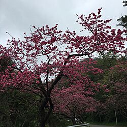 部屋全体/friend/雨女/ノンフィルター/Cherry blossoms...などのインテリア実例 - 2016-02-14 12:29:52