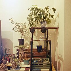 リビング/リメ缶/植物のある部屋/植物のある暮らし/植物My Shelf...などのインテリア実例 - 2015-12-13 19:47:31