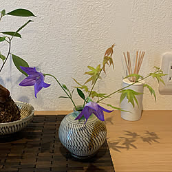 四季を楽しむ暮らし/和食器/器/植物のある暮らし/ピッチャー型花瓶...などのインテリア実例 - 2021-09-18 15:24:53