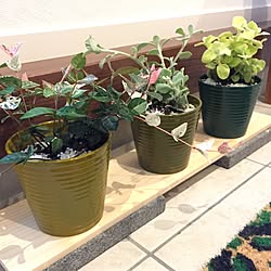 玄関/入り口/100均/植物/観葉植物/一人暮らし...などのインテリア実例 - 2017-04-17 00:22:42