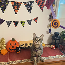 猫のいるお部屋/ハロウィンディスプレイ/セリア/100均/ニトリ...などのインテリア実例 - 2020-10-10 08:19:41