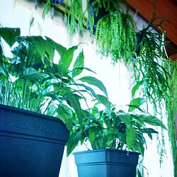 壁/天井/植物/観葉植物/シダ/リコポディウムのインテリア実例 - 2014-06-08 21:14:25