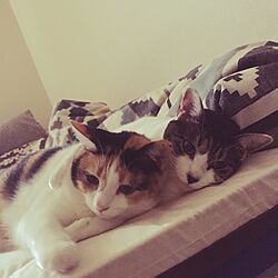 ベッド周り/Cat+/♡ねこ部屋♡のインテリア実例 - 2015-08-17 01:27:09